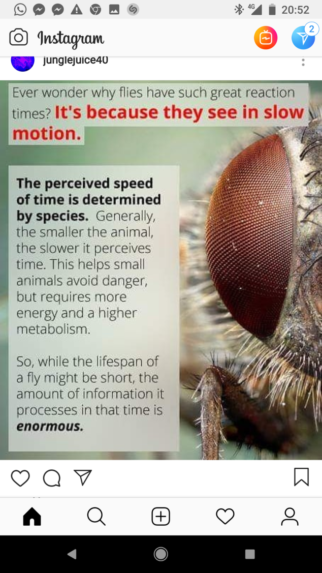 fly slow motion